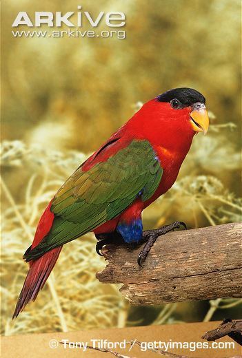 Purple-naped lory Purplenaped lory videos photos and facts Lorius domicella ARKive