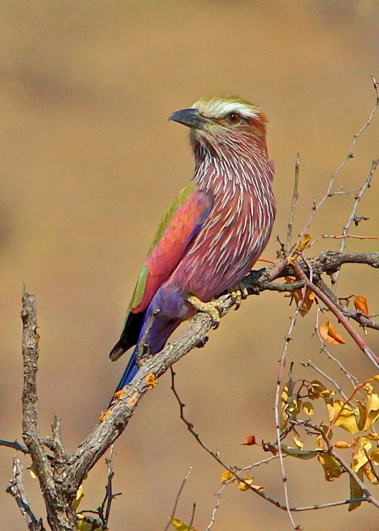 Purple roller Purple Roller Coracias naevius Perched on a stick along the shore