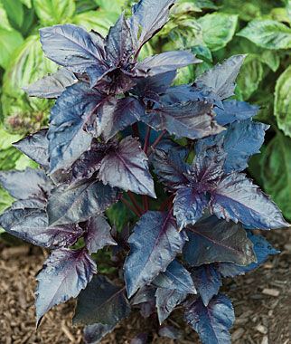 Purple ruffles basil Purple Ruffles Basil Seeds and Plants Growing Herb Gardens at