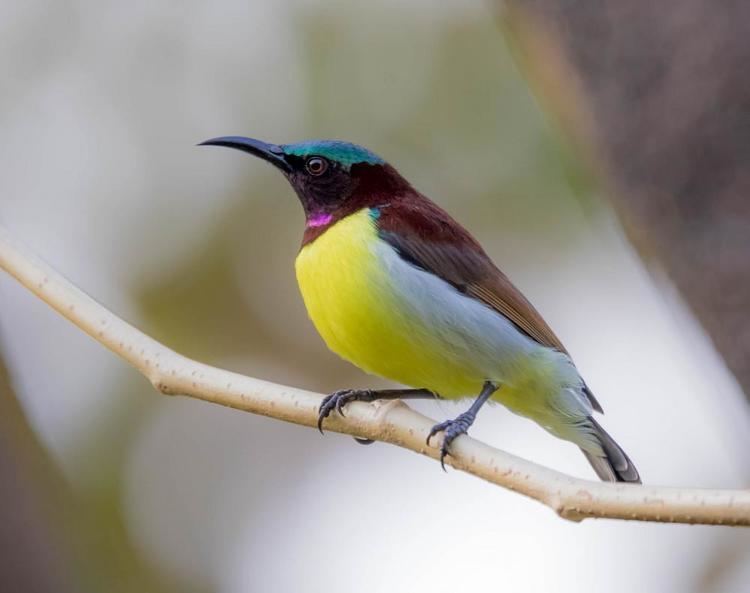 Purple rumped sunbird - Alchetron, The Free Social Encyclopedia