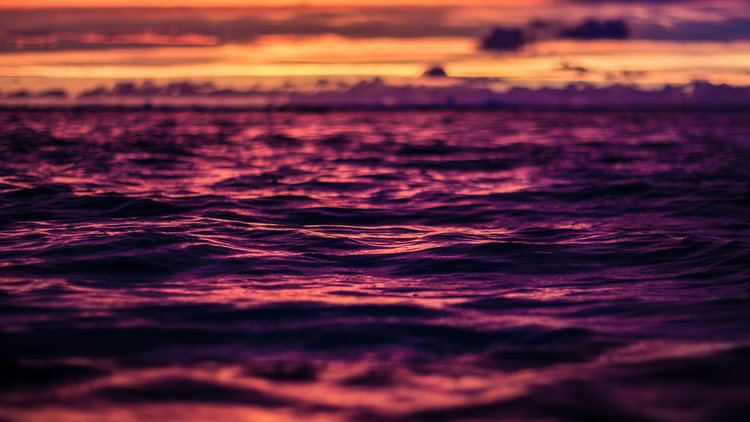 Purple Sea Purple Sea BradonMcCaughey Flickr