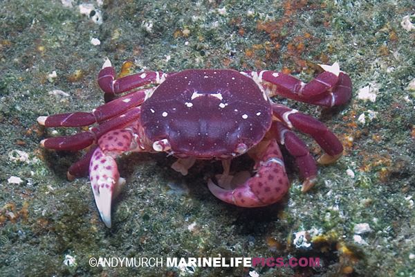 Purple shore crab Purple Shore Crab pictures images of Hemigrapsus nudus