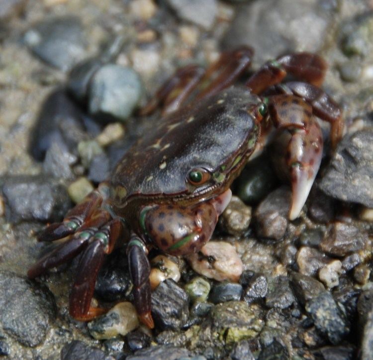 Purple shore crab httpsuploadwikimediaorgwikipediacommonscc