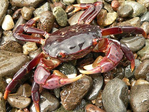 Purple shore crab Shore Crab Hemigrapsus spp