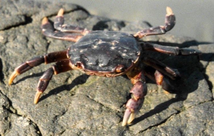 Purple shore crab Hemigrapsus nudus
