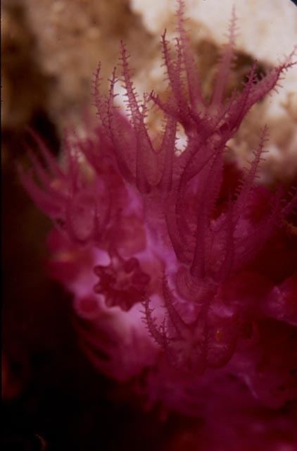 Purple soft coral