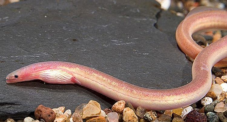 Purple spaghetti eel - Alchetron, The Free Social Encyclopedia