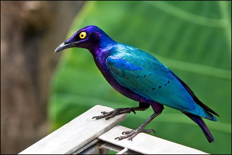 Purple starling purple glossy starling The Purple Glossy Starling Lamprot Flickr