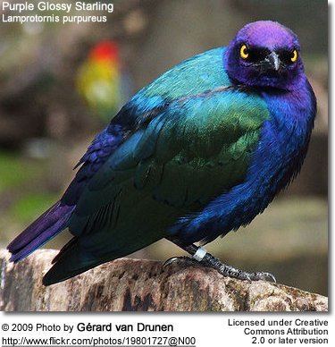 Purple starling Purple Glossy Starling L purpureus