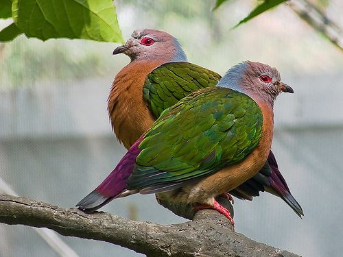 Purple-tailed imperial pigeon httpsfarm4staticflickrcom32662386952579836