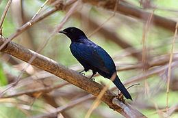 Purple-throated cuckooshrike httpsuploadwikimediaorgwikipediacommonsthu