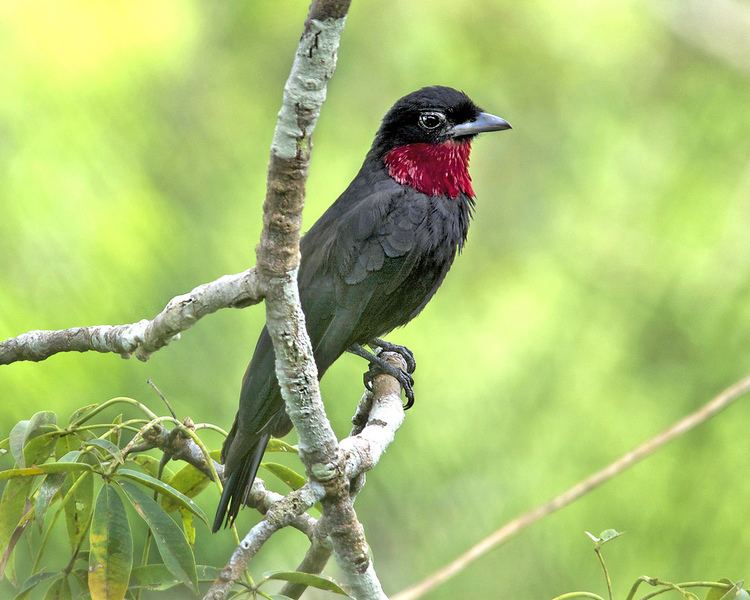 Purple-throated fruitcrow Purplethroated Fruitcrow in Ecuador This Purplethroated Flickr