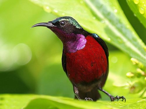Purple-throated sunbird Flickriver Photoset 39PurpleThroated Sunbird39 by wokoti
