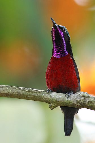 Purple-throated sunbird Purplethroated Sunbird Flickr