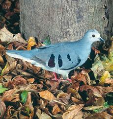Purple-winged ground dove Become Ecologically Friendly Purple Winged Ground Dove