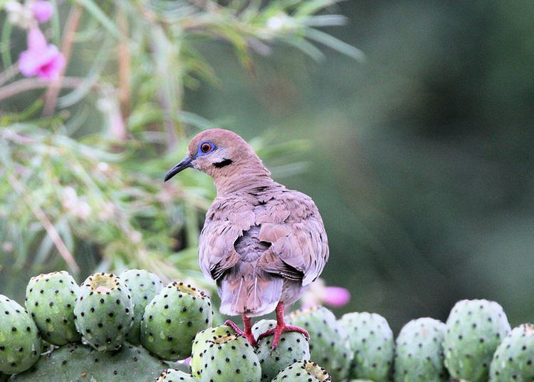 Purple-winged ground dove Unusual Species of Birds never Seen Before I Love Travelling and