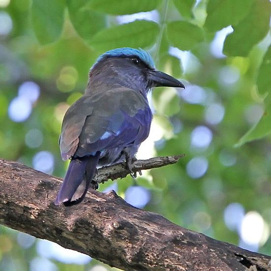 Purple-winged roller Surfbirds Online Photo Gallery Search Results