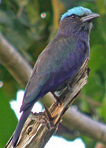 Purple-winged roller Oriental Bird Club Image Database Purplewinged Roller Coracias