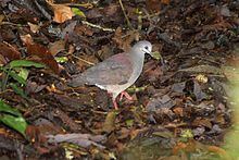 Purplish-backed quail-dove httpsuploadwikimediaorgwikipediacommonsthu