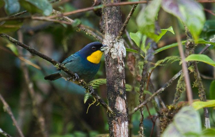 Purplish-mantled tanager Sapayoa Ecuador Bird Photos Photo Keywords iridosornis