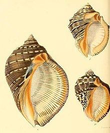 Purpura (gastropod) httpsuploadwikimediaorgwikipediacommonsthu