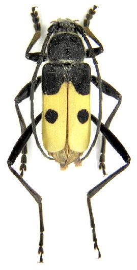 Purpuricenus Genus Purpuricenus Dejean 1821 Cerambycidae