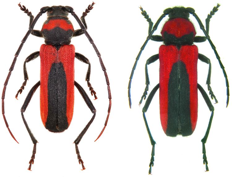 Purpuricenus Subgenus Purpuricenus Dejean 1821 Cerambycidae