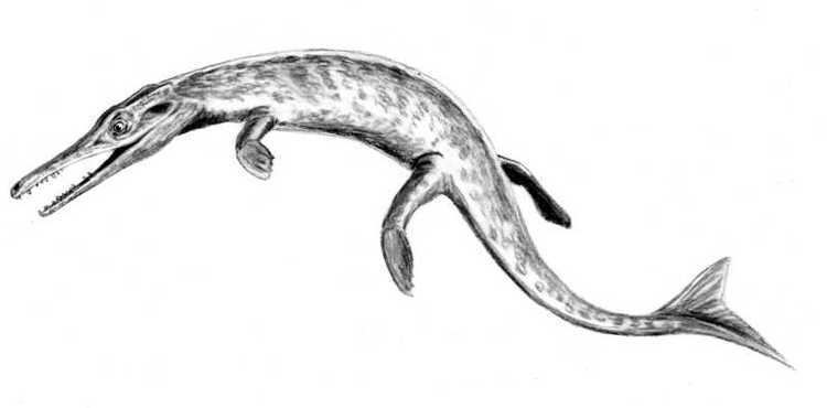 Purranisaurus