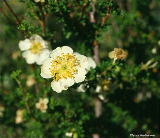 Purshia mexicana mexicana