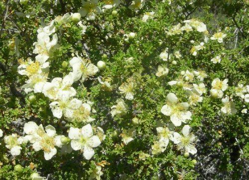 Purshia mexicana pmexicanaleedscanyon5jpg Purshia mexicana Raising Butterflies