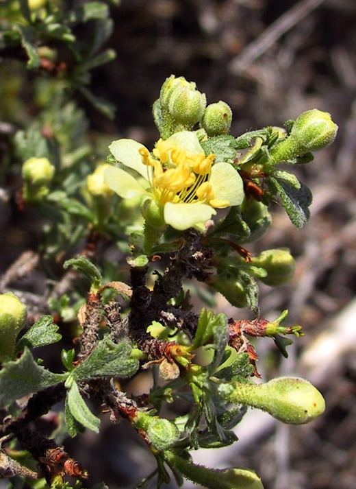 Purshia tridentata Bitterbrush