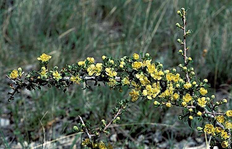 Purshia tridentata Purshia tridentata bitterbrush