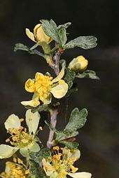 Purshia tridentata httpsuploadwikimediaorgwikipediacommonsthu