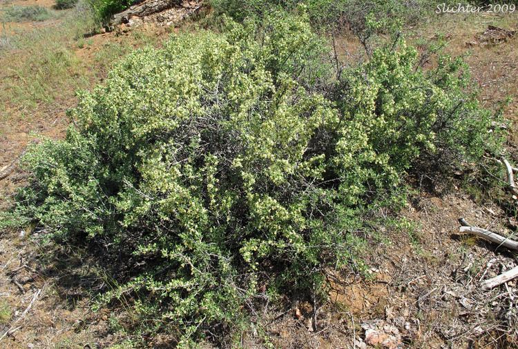 Purshia tridentata Bitterbrush Antelope Brush Antelopebrush Bitterbrush Purshia