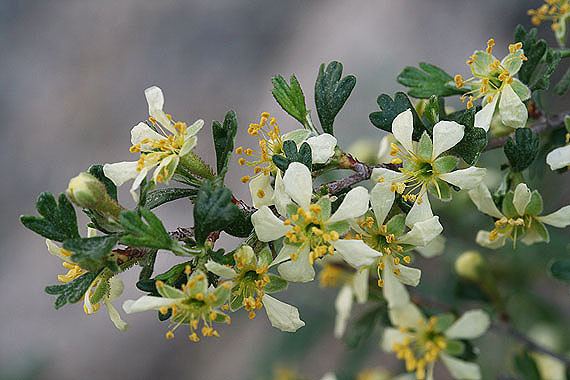Purshia tridentata Purshia tridentata Colorado Wildflowers