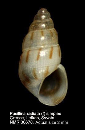 Pusillina HomeNATURAL HISTORY MUSEUM ROTTERDAM Mollusca Gastropoda