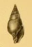 Pusionella compacta