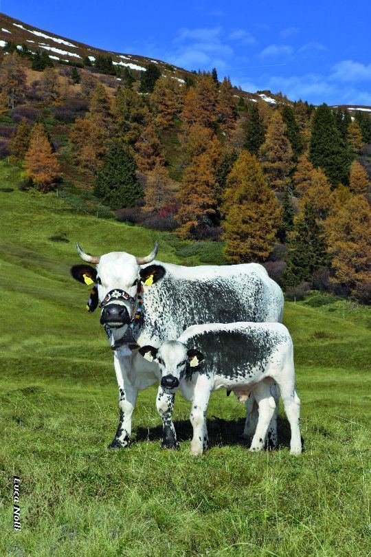 Pustertaler Sprinzen Rinderzucht Austria Pustertaler Sprinzen
