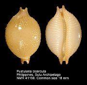 Pustularia (gastropod) nmrpicsnlCypraeidaealbumthumbsPustularia20c