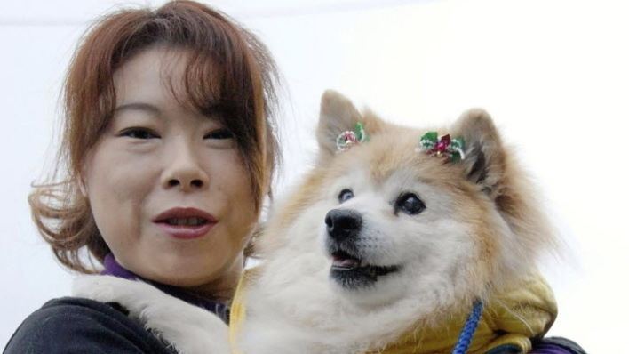 Pusuke Pusuke World39s Oldest Dog Dies At Age 26 Or 125 In 39Human Years