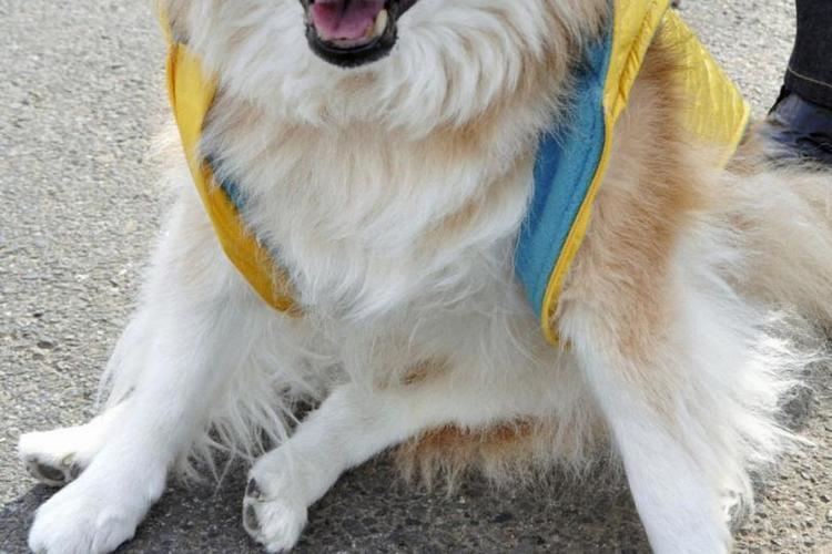 Pusuke World39s Oldest Dog Pusuke Dies at 26 5 Tips for Pet Longevity