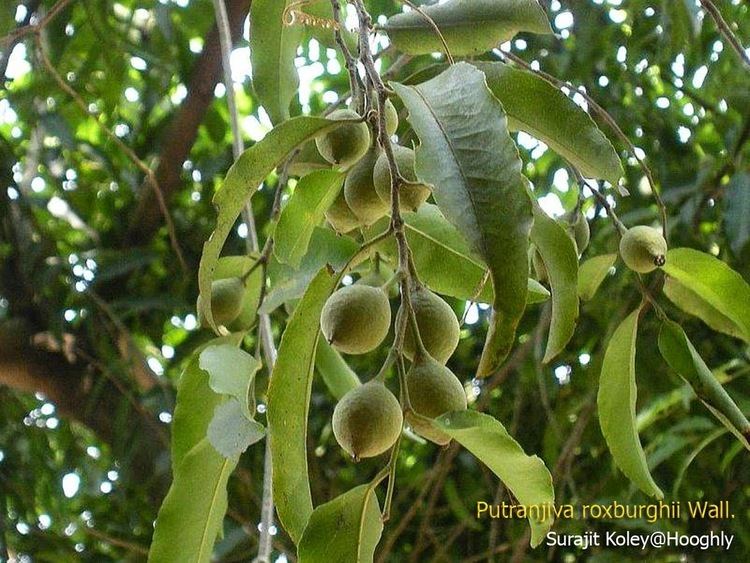 Putranjiva Medicinal Plants Putranjiva roxburghii Putrajivika Lucky Bean Tree