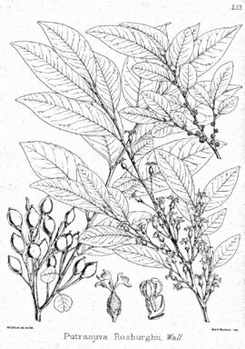 Putranjivaceae httpsuploadwikimediaorgwikipediacommonsthu