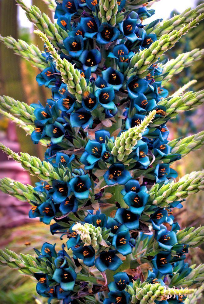 Puya alpestris 10 Best images about Bromeliceas puyas e mais on Pinterest