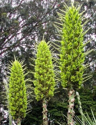 Puya chilensis Puya Chilensis Media fooled by sheepeating plant Woolly Days