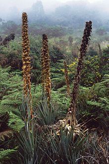 Puya dasylirioides httpsuploadwikimediaorgwikipediacommonsthu