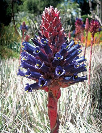 Puya (genus) 1000 images about Puya on Pinterest The flowers Spikes and The pink