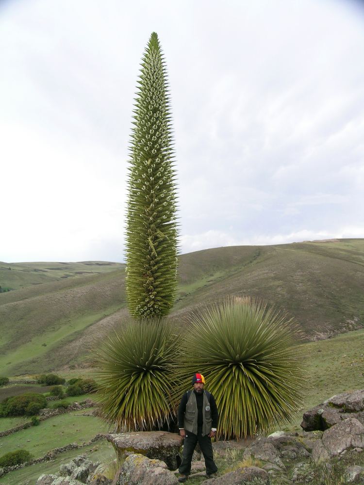 Puya (genus) Puya raimondii Wikiwand
