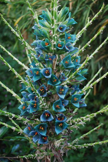 Puya (genus) Puya alpestris Stephen Ryan