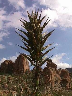Puya (genus) Boyce Thompson Arboretum Membership Information